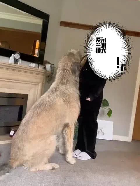 全球体型最大的犬种排名如下:1.**大丹犬**