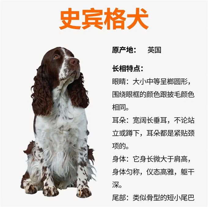 史宾格犬:警犬中的多面手