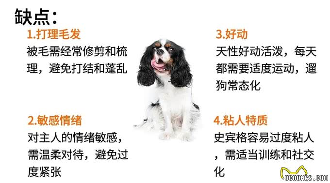 史宾格犬:警犬中的多面手