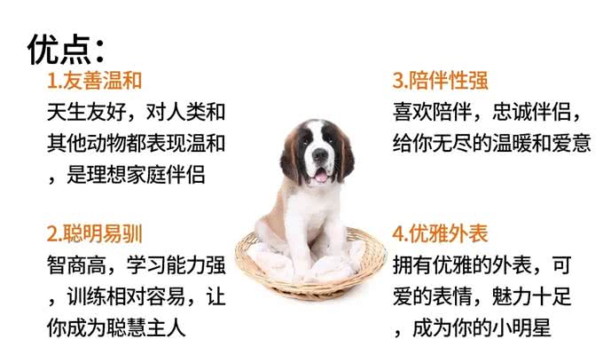 史宾格犬:警犬中的多面手