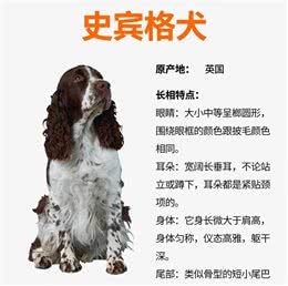 史宾格犬:警犬中的多面手
