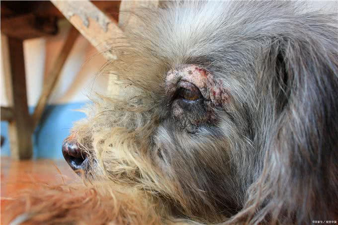 狗狗长了赖皮癣怎么办?一场毛孩子们身体的大战