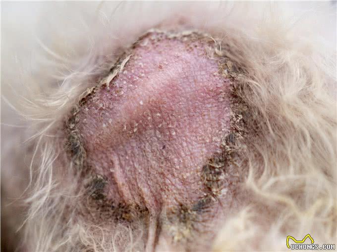 狗狗长了赖皮癣怎么办?一场毛孩子们身体的大战