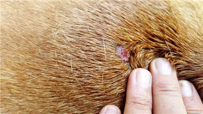 狗狗长了赖皮癣怎么办?一场毛孩子们身体的大战