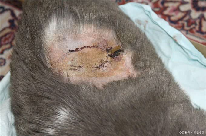 狗狗长了赖皮癣怎么办?一场毛孩子们身体的大战