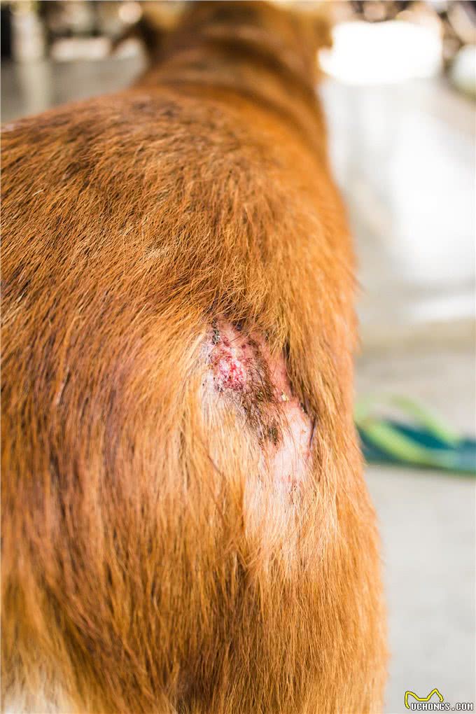 狗狗长了赖皮癣怎么办?一场毛孩子们身体的大战