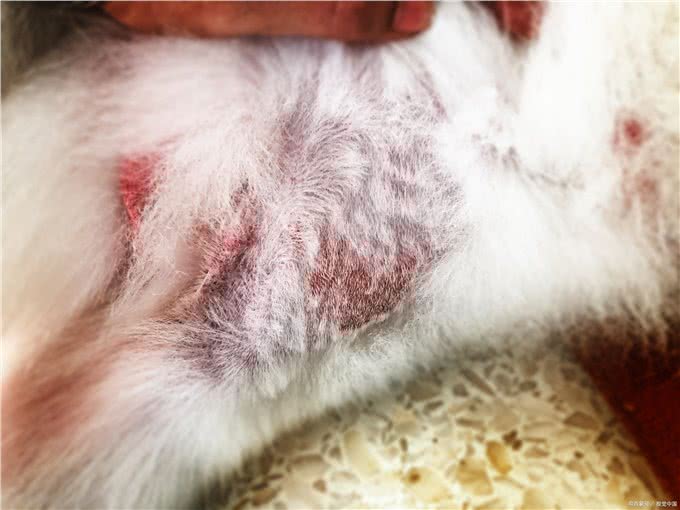 狗狗长了赖皮癣怎么办?一场毛孩子们身体的大战