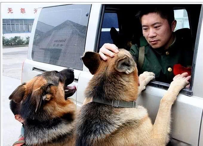 最忠诚的狗前8名，金毛上榜，第一原产于中国