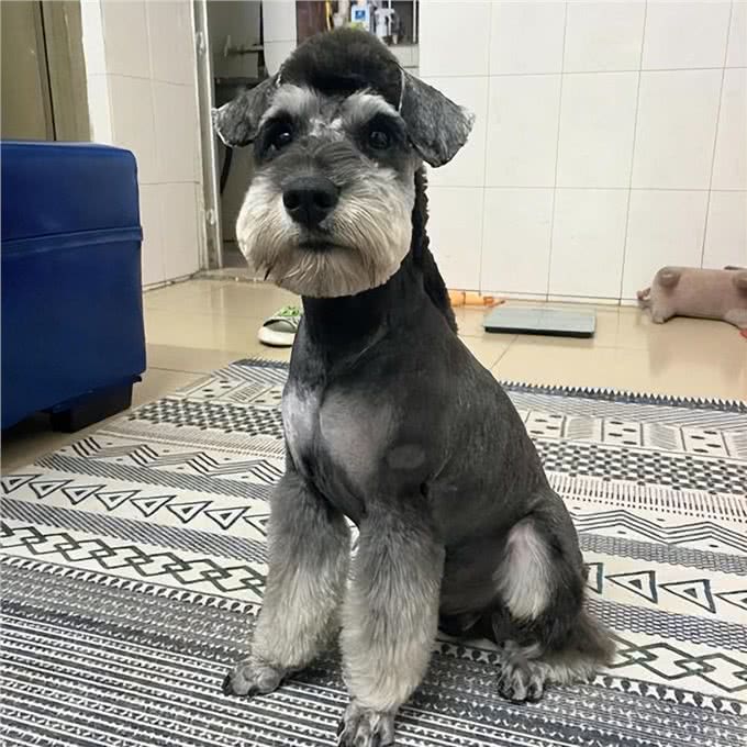 最忠诚的狗前8名，金毛上榜，第一原产于中国