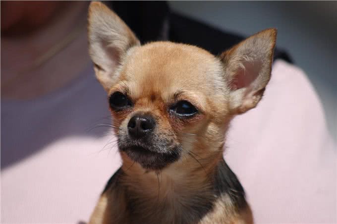 最忠诚的狗前8名，金毛上榜，第一原产于中国