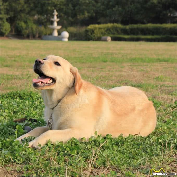 最忠诚的狗前8名，金毛上榜，第一原产于中国