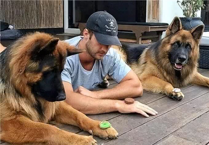 最忠诚的狗前8名，金毛上榜，第一原产于中国