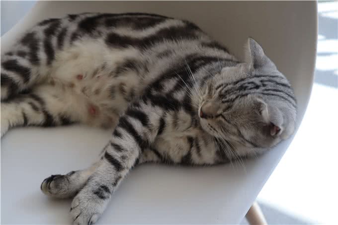 教育小猫咪最好的方法，教育猫咪的手段