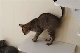 教育小猫咪最好的方法，教育猫咪的手段