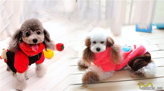 冬日毛孩子养护注意事项!特别是最后一条，仔细看!