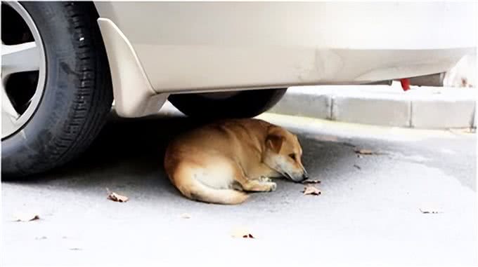 冬日毛孩子养护注意事项!特别是最后一条，仔细看!