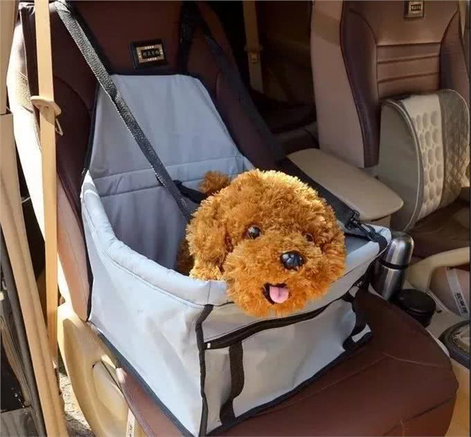 哇咔咔，周末来啦，带狗狗周末游注意啦，可不要踩雷啦!