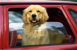 哇咔咔，周末来啦，带狗狗周末游注意啦，可不要踩雷啦!