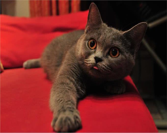 萌宠介绍—英国短毛猫