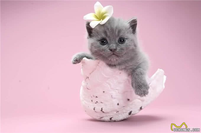 萌宠介绍—英国短毛猫