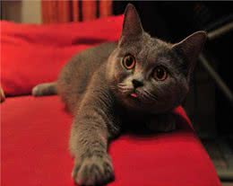 萌宠介绍—英国短毛猫