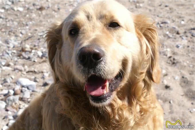 世界公认，乖巧懂事，十大适合家养的宠物狗哪种犬最受欢迎