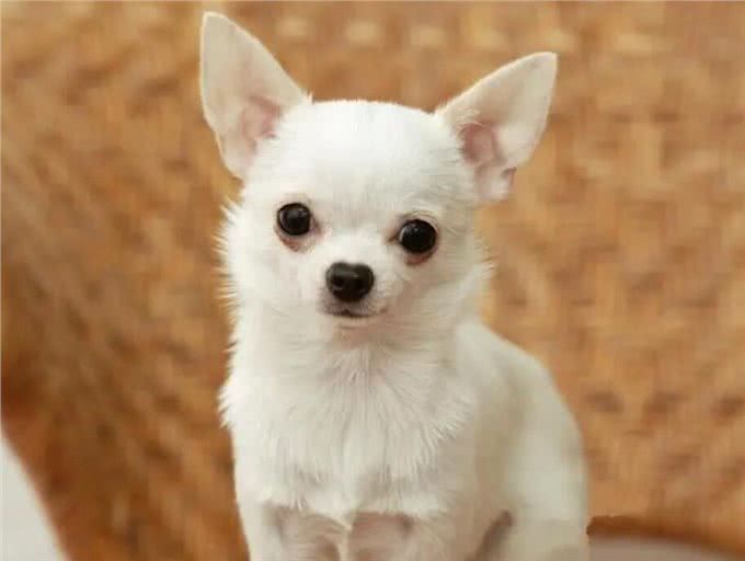 世界公认，乖巧懂事，十大适合家养的宠物狗哪种犬最受欢迎