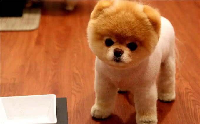 世界公认，乖巧懂事，十大适合家养的宠物狗哪种犬最受欢迎