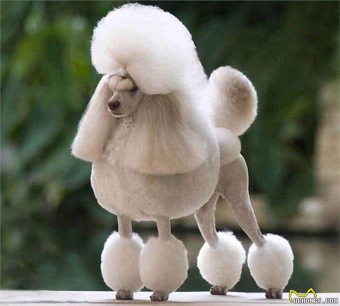 世界公认，乖巧懂事，十大适合家养的宠物狗哪种犬最受欢迎