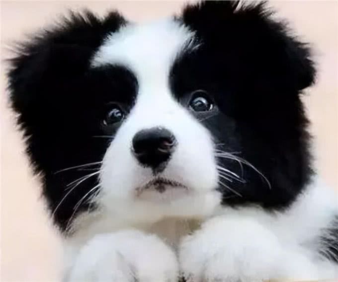 世界公认，乖巧懂事，十大适合家养的宠物狗哪种犬最受欢迎