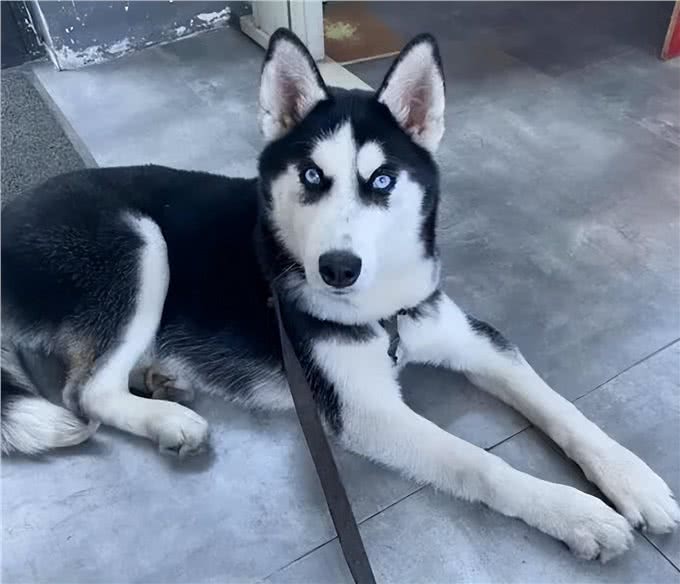 世界公认，乖巧懂事，十大适合家养的宠物狗哪种犬最受欢迎