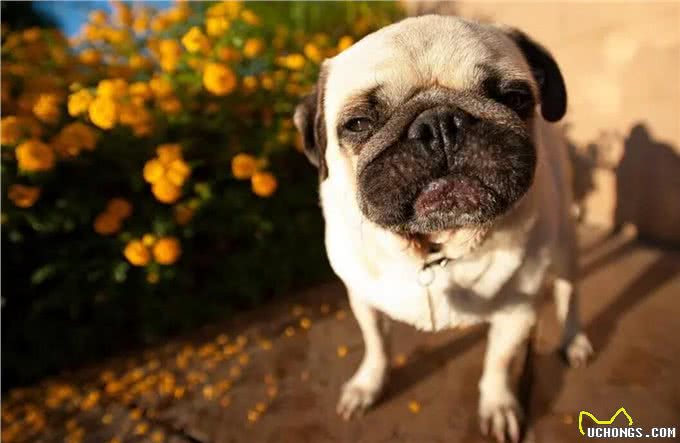 世界公认，乖巧懂事，十大适合家养的宠物狗哪种犬最受欢迎