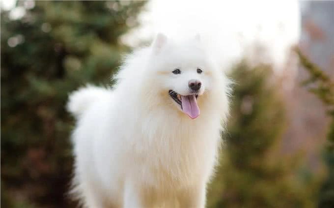 世界公认，乖巧懂事，十大适合家养的宠物狗哪种犬最受欢迎