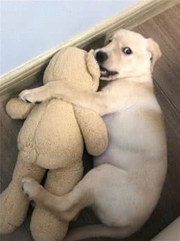 世界公认，乖巧懂事，十大适合家养的宠物狗哪种犬最受欢迎