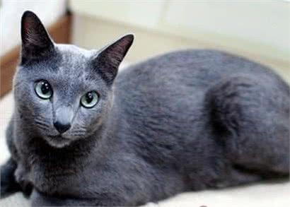 科拉特猫的生活习性和饲养技巧