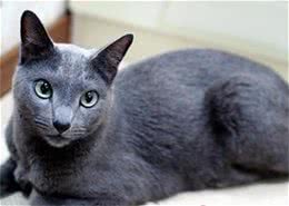 科拉特猫的生活习性和饲养技巧