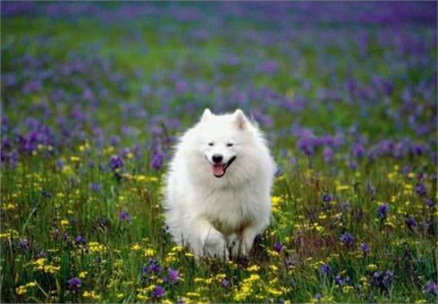 狗狗的四季管理方法，教您养出一个既听话又健康的狗狗!