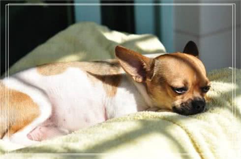 狗狗的四季管理方法，教您养出一个既听话又健康的狗狗!