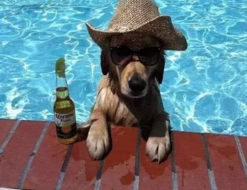 狗狗的四季管理方法，教您养出一个既听话又健康的狗狗!