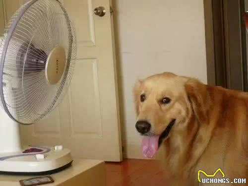 狗狗的四季管理方法，教您养出一个既听话又健康的狗狗!