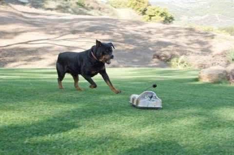 狗狗的四季管理方法，教您养出一个既听话又健康的狗狗!