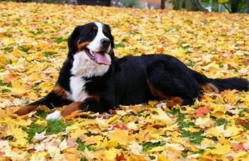 狗狗的四季管理方法，教您养出一个既听话又健康的狗狗!