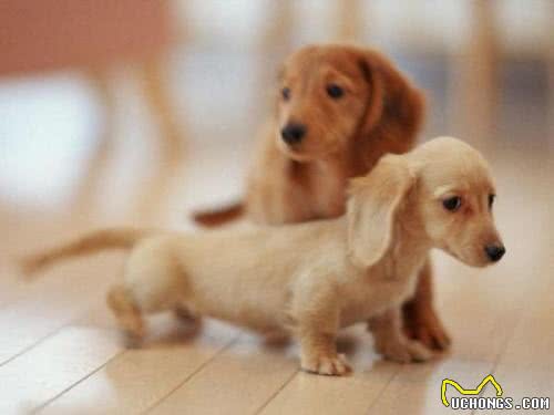 狗狗的四季管理方法，教您养出一个既听话又健康的狗狗!