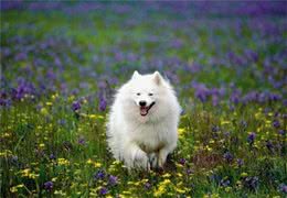 狗狗的四季管理方法，教您养出一个既听话又健康的狗狗!