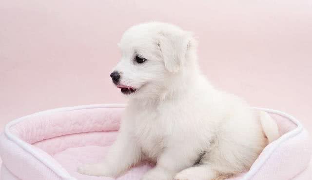 教你正确的给狗狗打疫苗的时间以及发现狗狗缺钙的正确处理方法