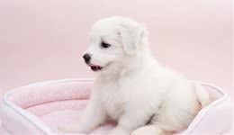 教你正确的给狗狗打疫苗的时间以及发现狗狗缺钙的正确处理方法