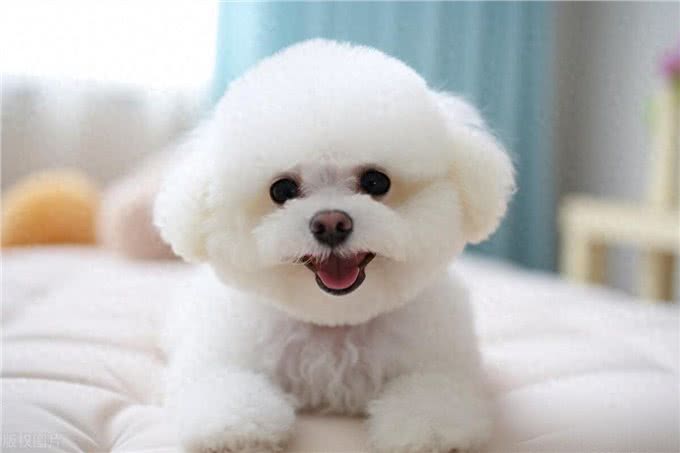 这些小型犬，公认好养，泰迪犬上榜!