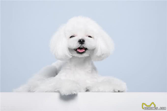 这些小型犬，公认好养，泰迪犬上榜!