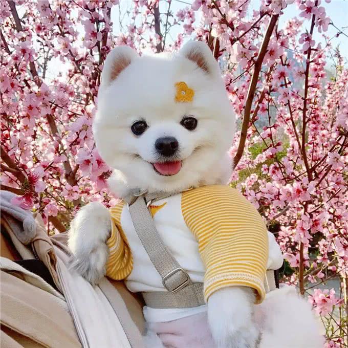 这些小型犬,公认好养,泰迪犬上榜!