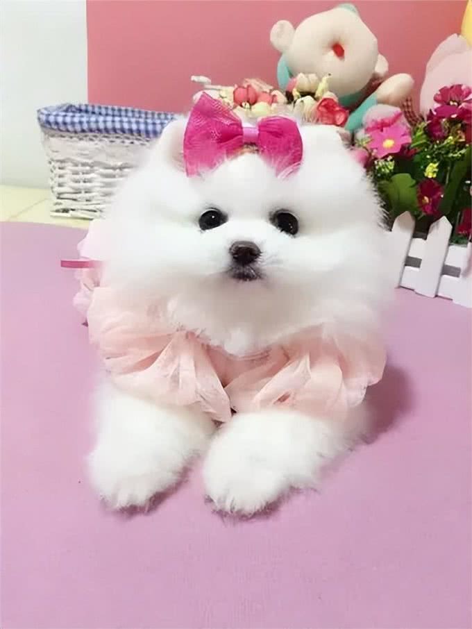 这些小型犬，公认好养，泰迪犬上榜!